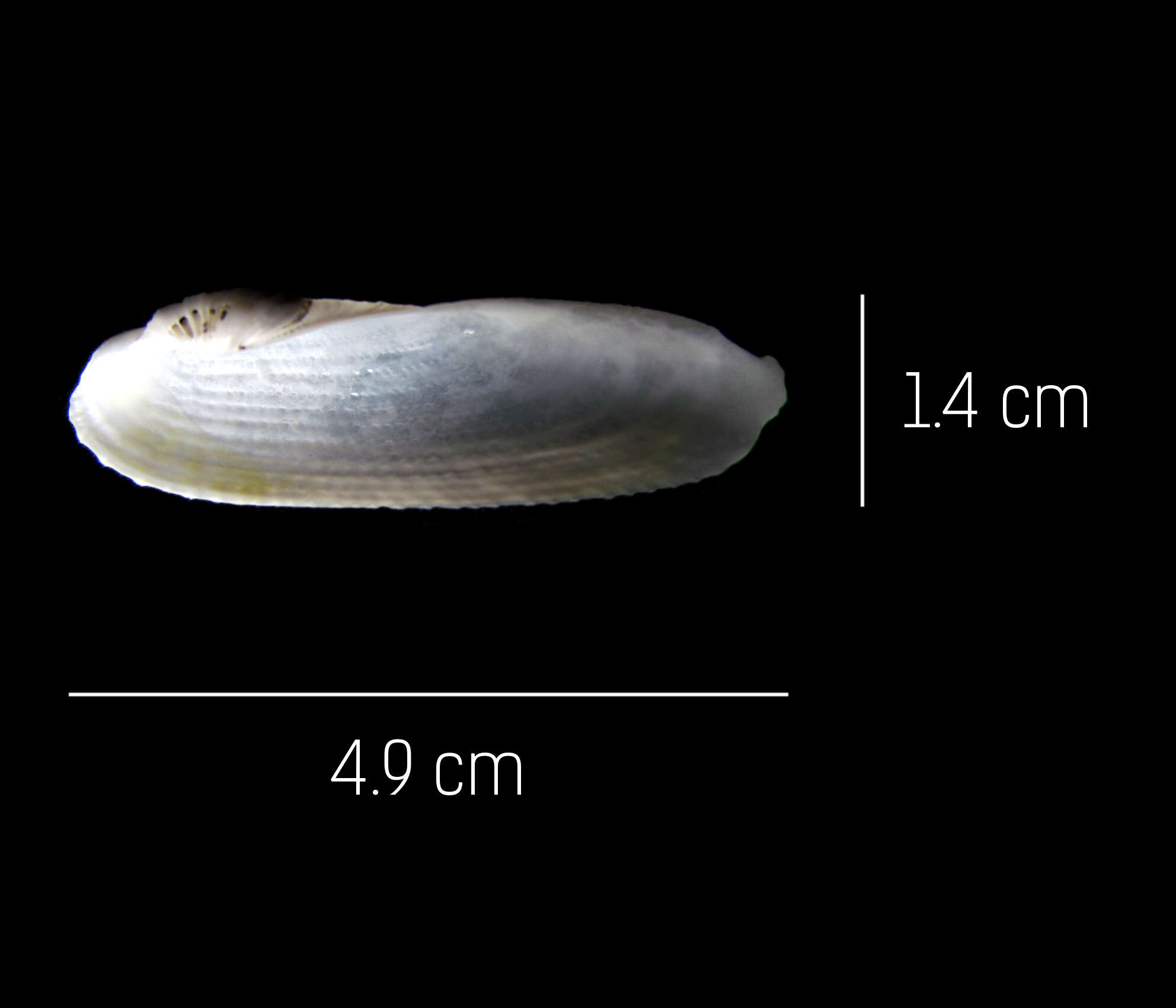 Image of Pholas chiloensis Molina 1782