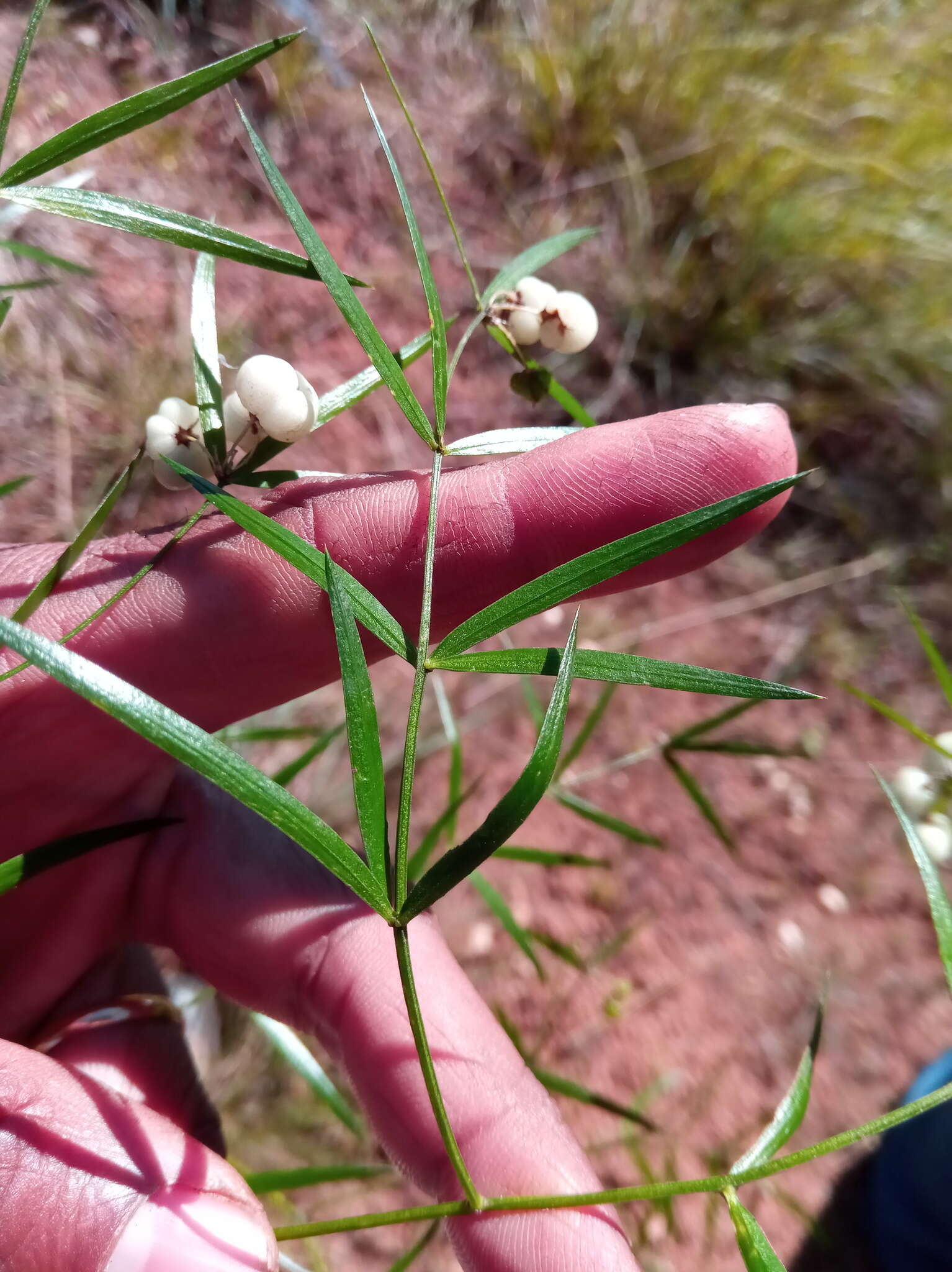 Image of Asparagus simulans Baker