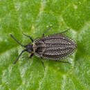 Acalypta marginata (Wolff 1804)的圖片