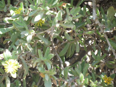 Image of Delosperma rogersii (Schoenl. & Berger) L. Bol.