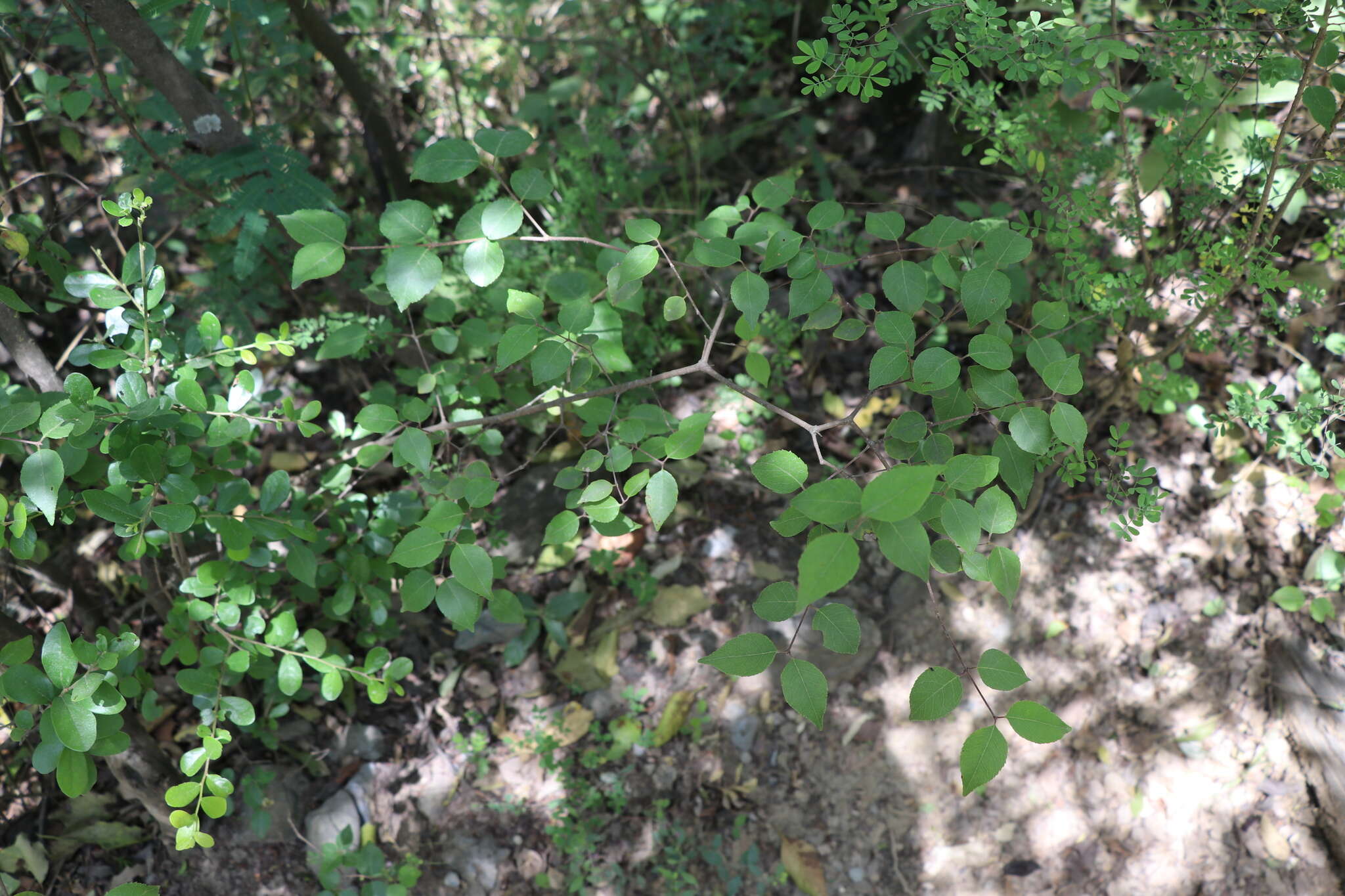 Image de Viburnum elatum Benth.