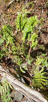 Image of Veronica vernicosa Hook. fil.