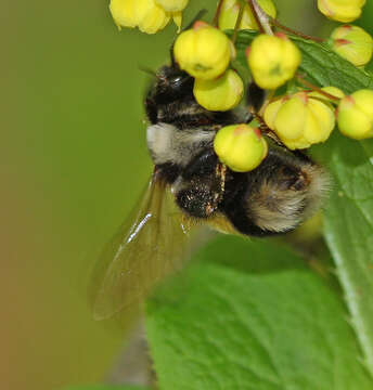 Image of Bombus patagiatus Nylander 1848