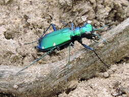 Imagem de Cicindela (Cicindela) sexguttata Fabricius 1775