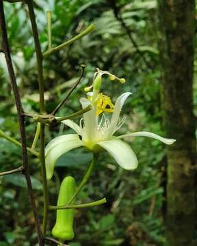 Image of Passiflora ovalis Vell.