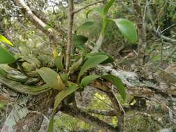 Plancia ëd Myrmecophila grandiflora (Lindl.) Carnevali, J. L. Tapia & I. Ramírez