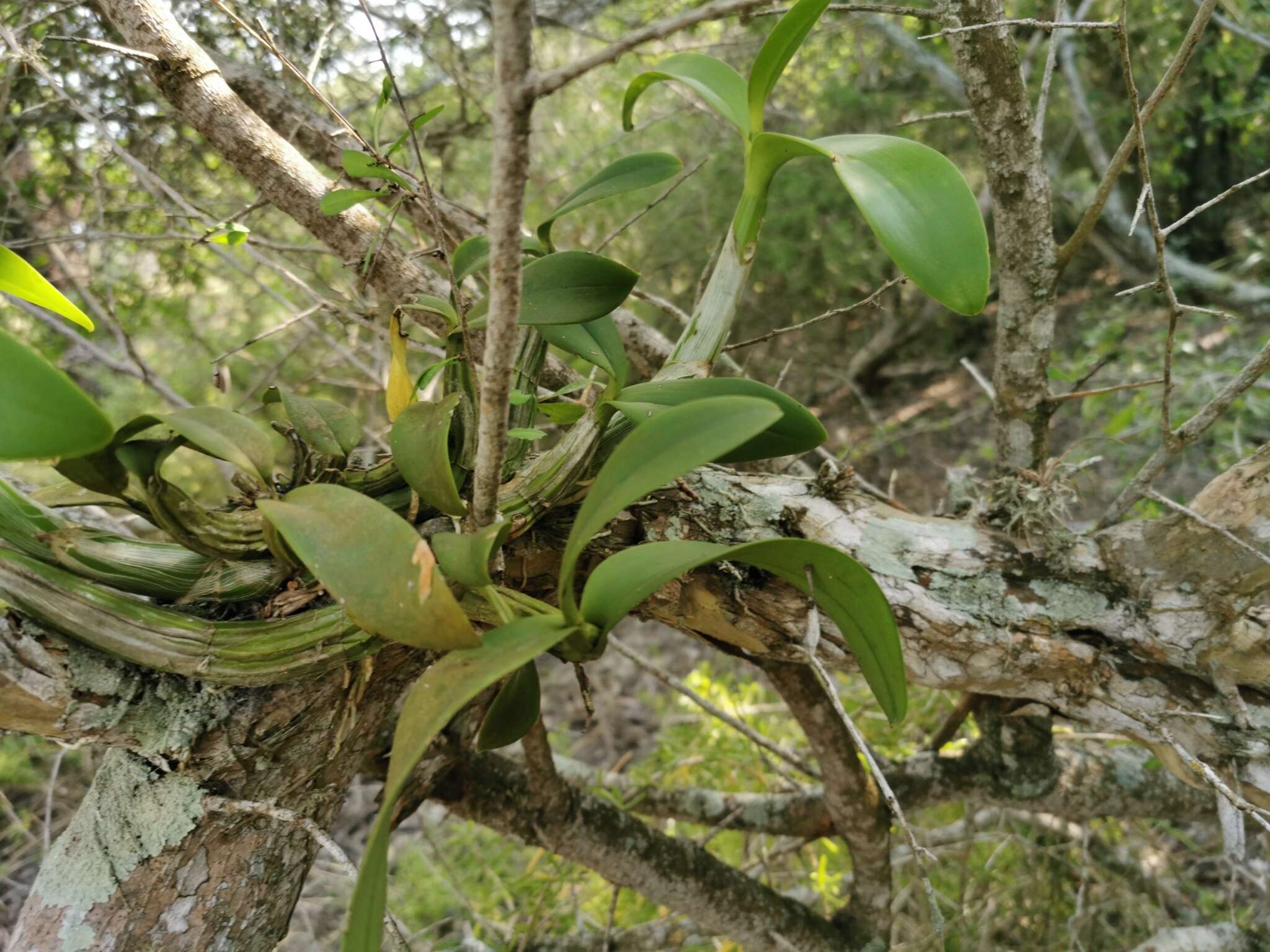 Plancia ëd Myrmecophila grandiflora (Lindl.) Carnevali, J. L. Tapia & I. Ramírez