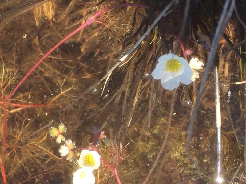 Imagem de Ranunculus ololeucos Lloyd