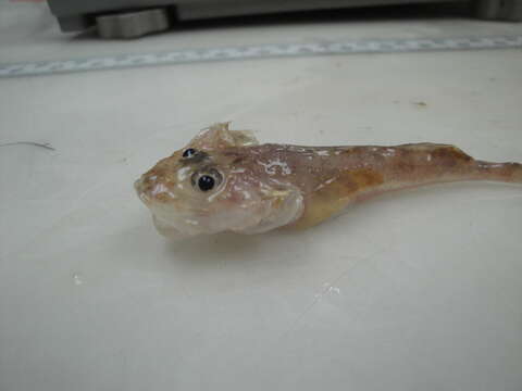 Image of Deepwater Sculpin