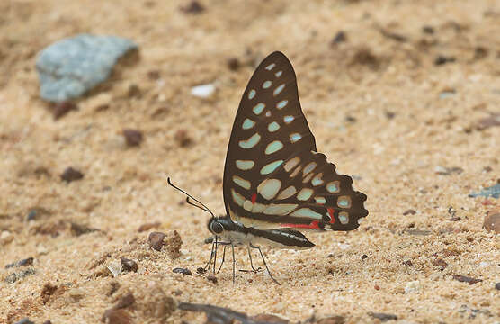 Image de Graphium arycles (Boisduval 1836)