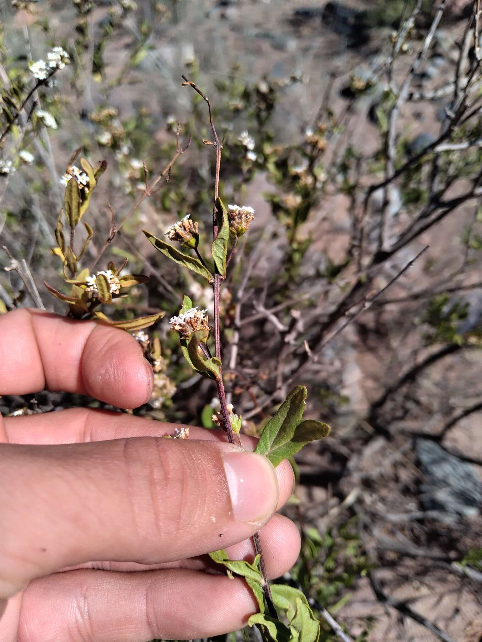 Plancia ëd Lippia integrifolia (Griseb.) Hieron.