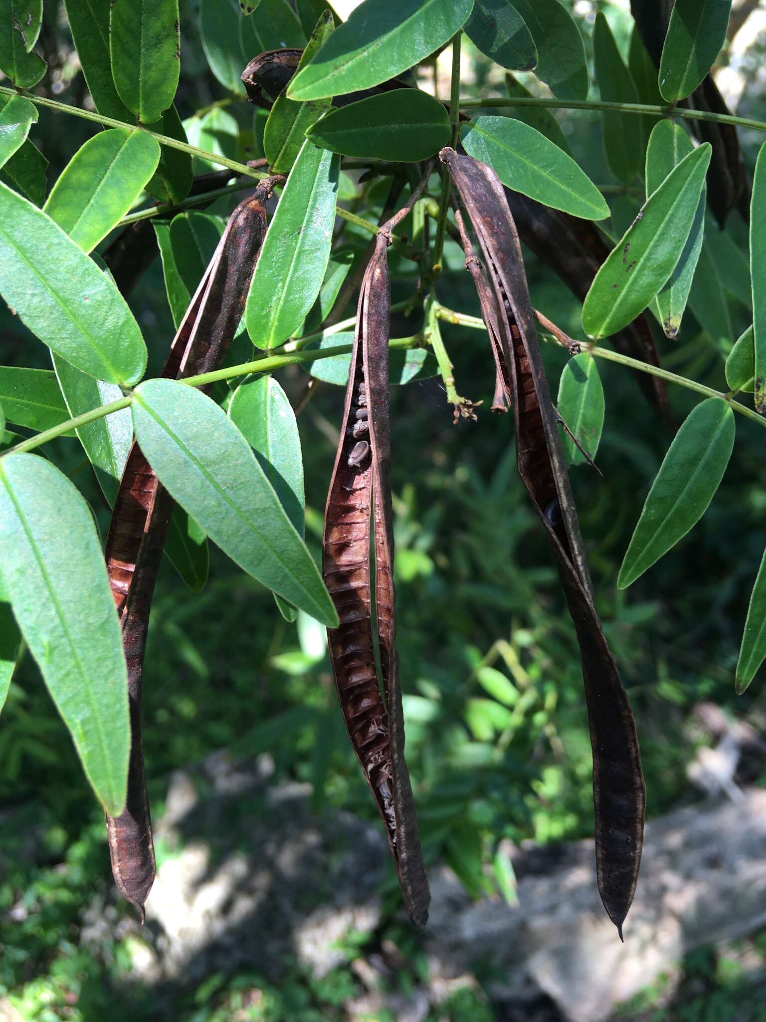 Image of privet senna