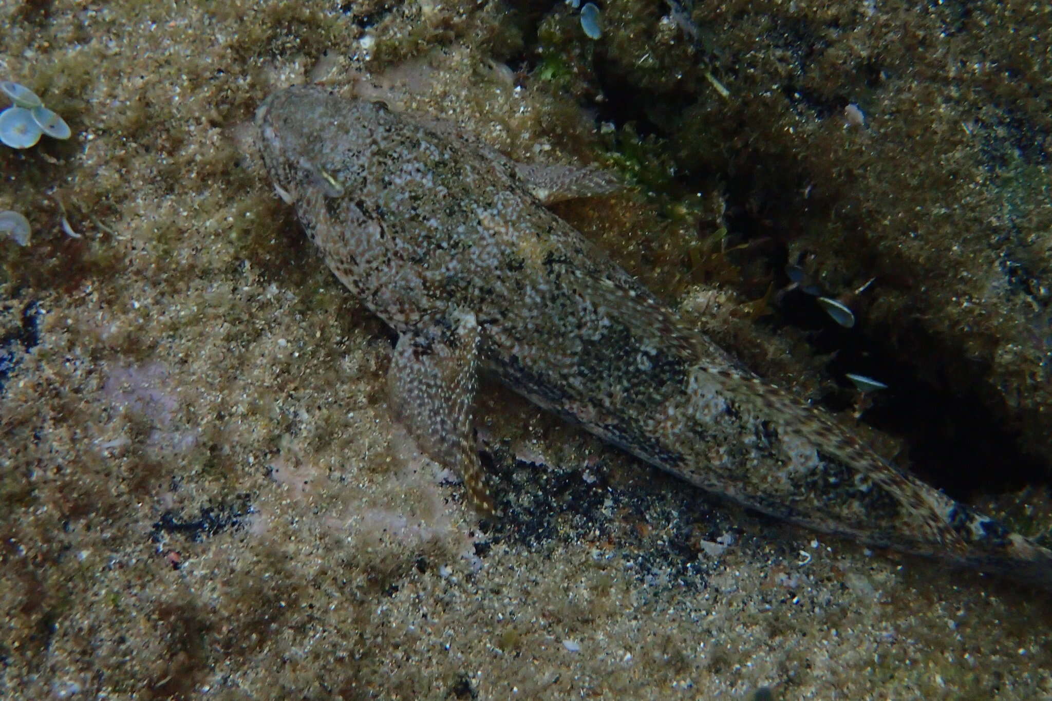 Image of Giant goby