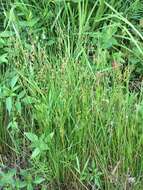 Image of Narrow-Panicle Rush