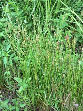 Image de Juncus brevicaudatus (Engelm.) Fern.