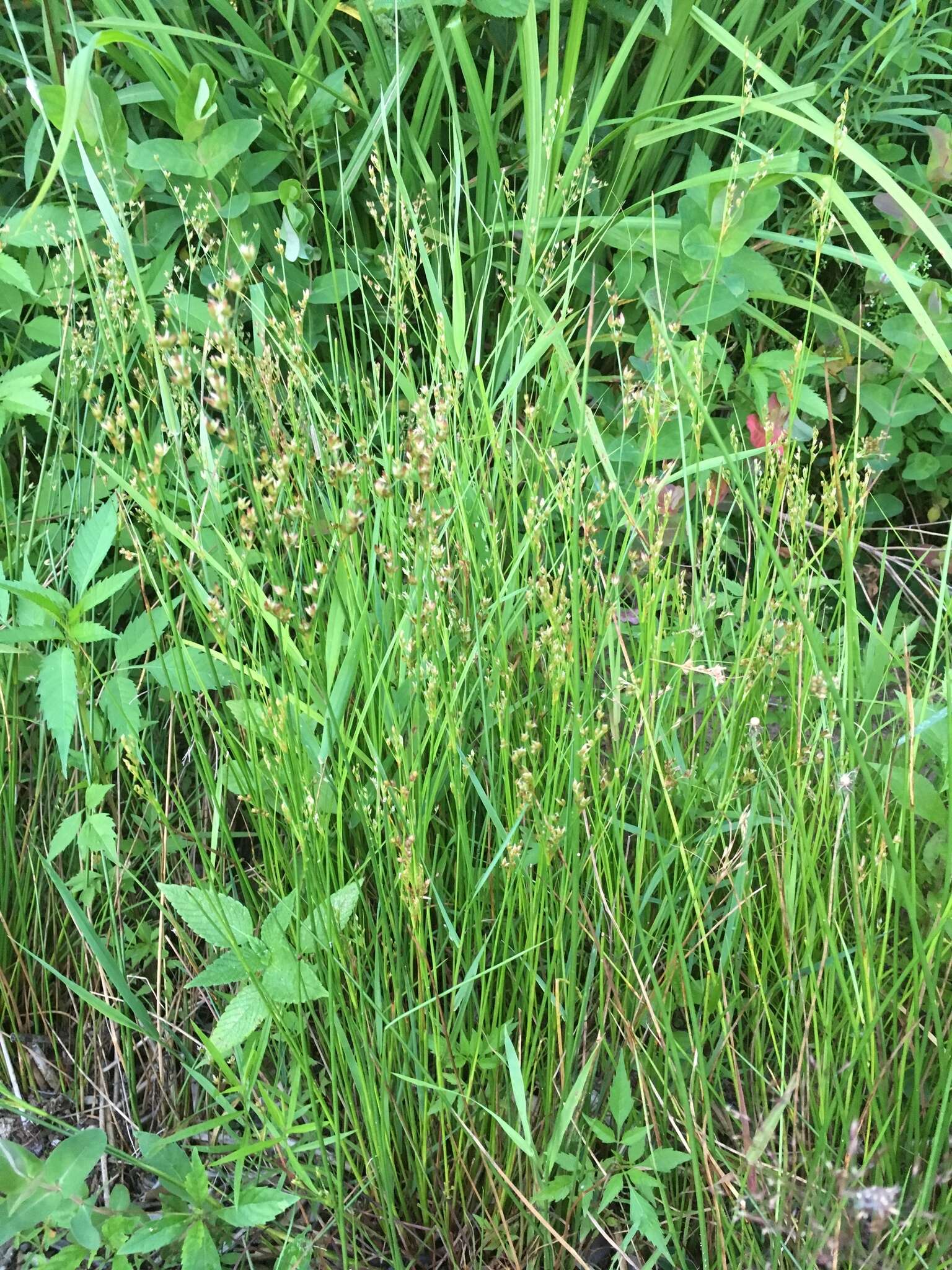 Image of Narrow-Panicle Rush