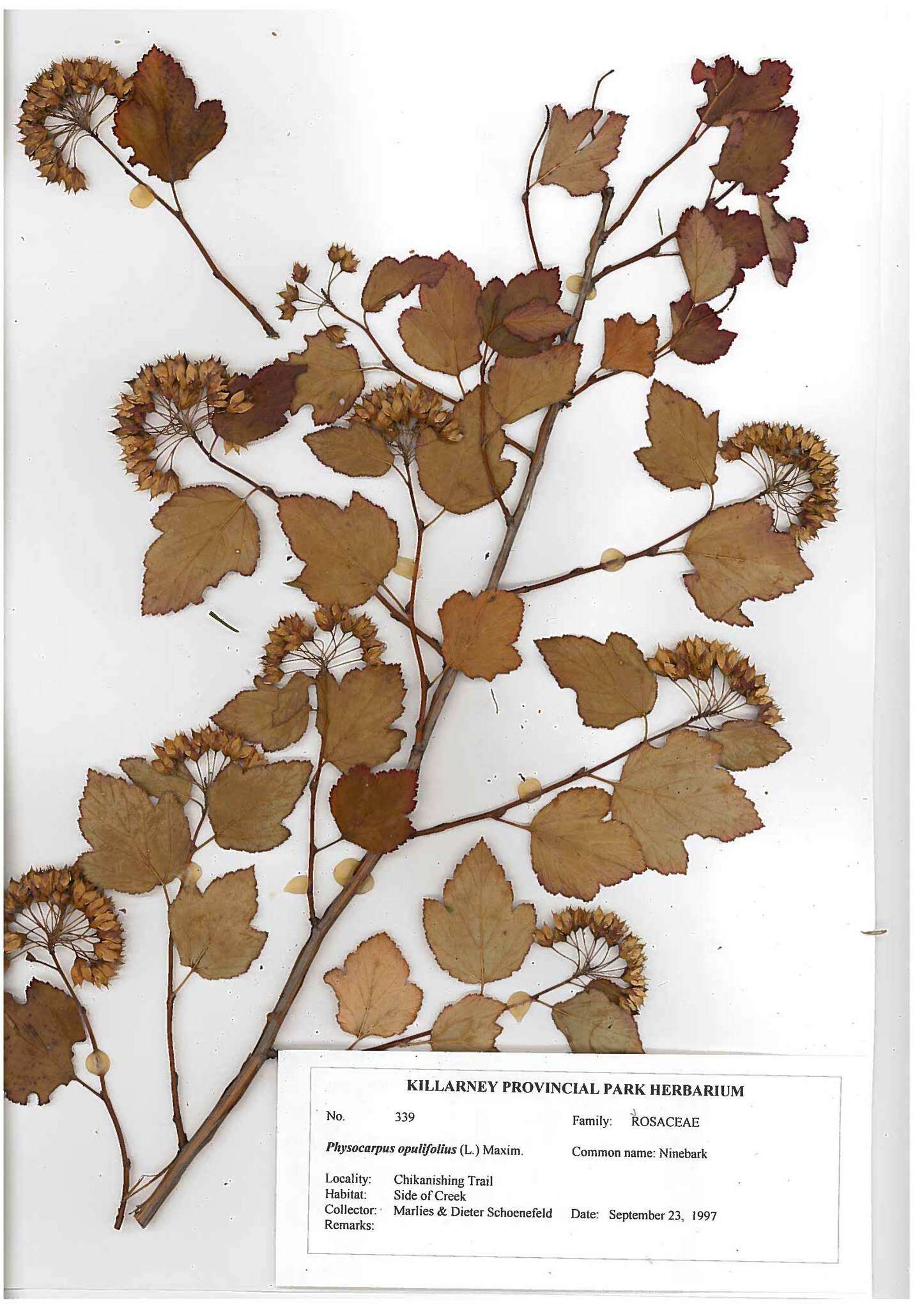 Image of common ninebark