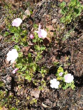 Слика од Malva hispanica L.