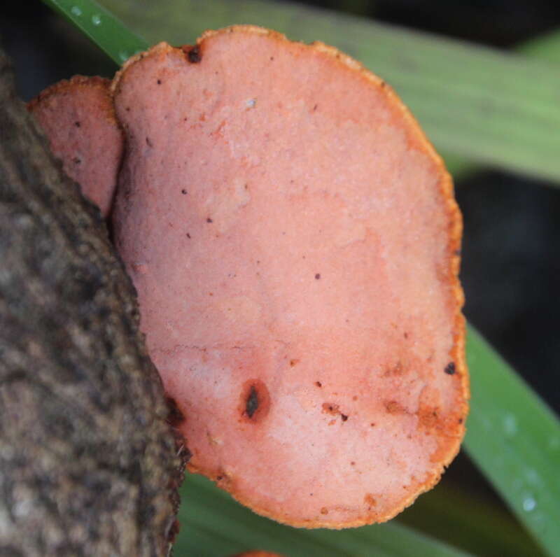 Image of Trametes coccinea (Fr.) Hai J. Li & S. H. He 2014