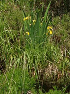 Image of yellow flag, yellow iris