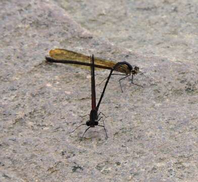 Image of Smoky Rubyspot