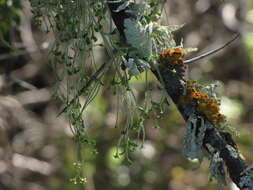 Image of Galium tomentosum Thunb.