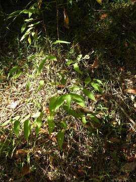 Image of Trema tomentosa var. viridis (Planchon) H. J. Hewson