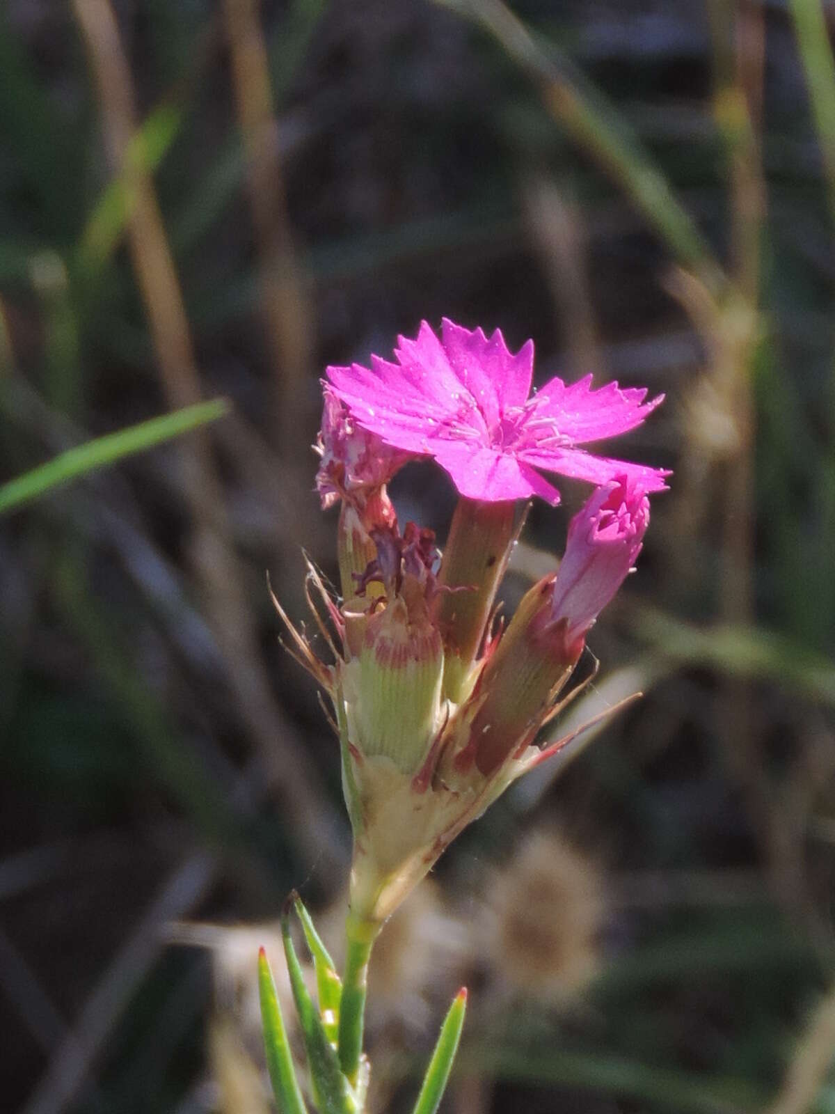 Image de Dianthus balbisii subsp. balbisii