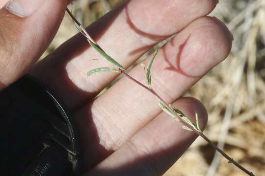 Image of Small-Flower Stinkweed