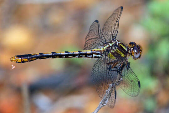 Image of Southern Snaketail