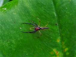 Image of Viciria pavesii Thorell 1877