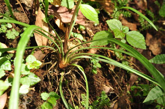 Слика од Liriope graminifolia (L.) Baker