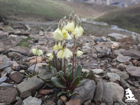 Image of Primula chumbiensis W. W. Sm.