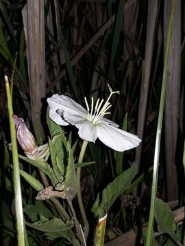 <i>Oenothera centaurifolia</i> resmi