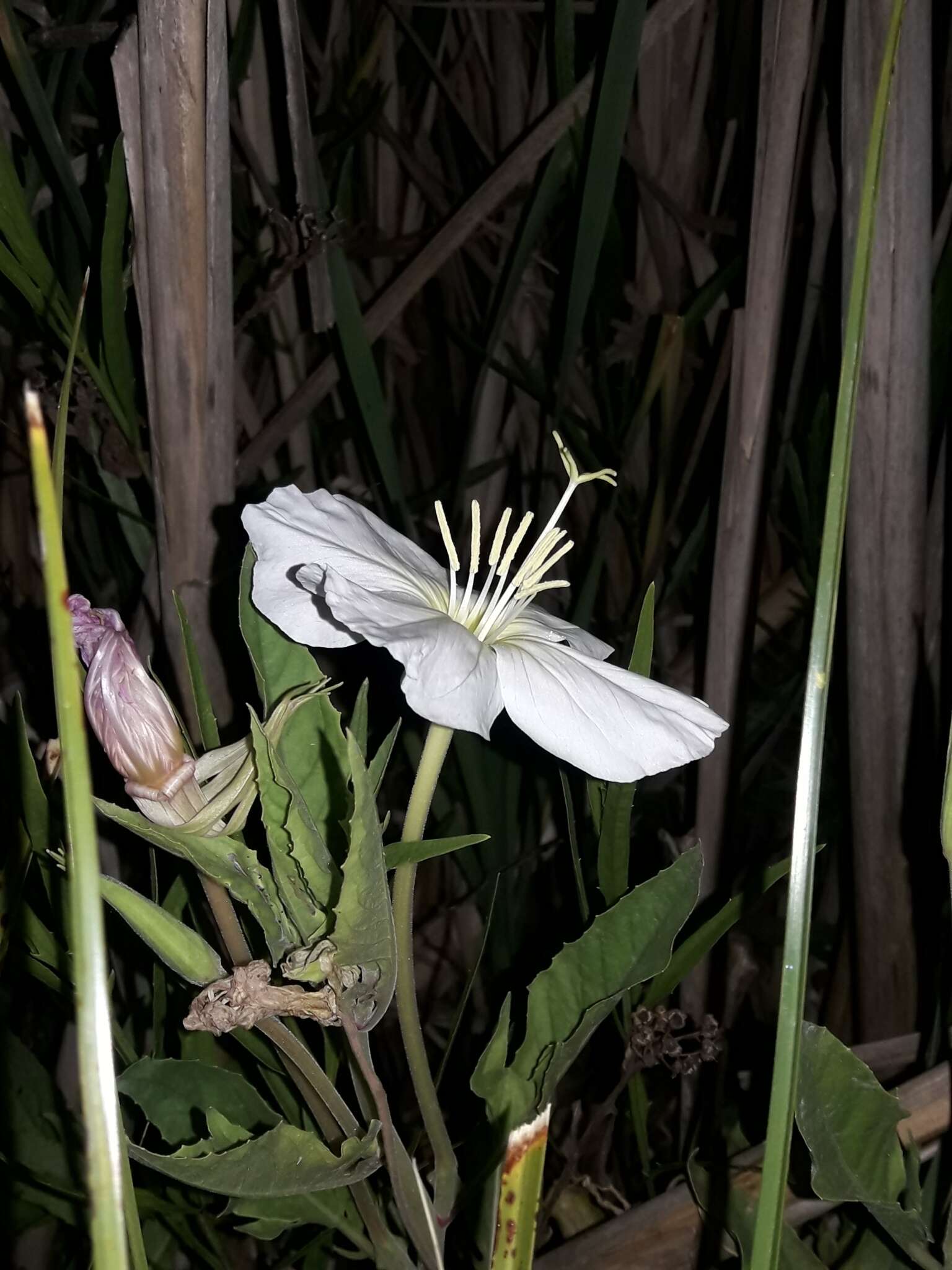 Image of <i>Oenothera centaurifolia</i>