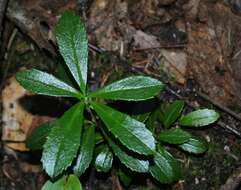 Image of pipsissewa