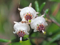 Image of Blunt Heath