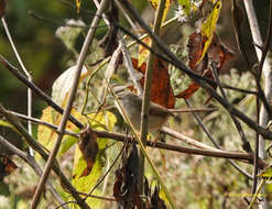 Image of Rufescent Prinia