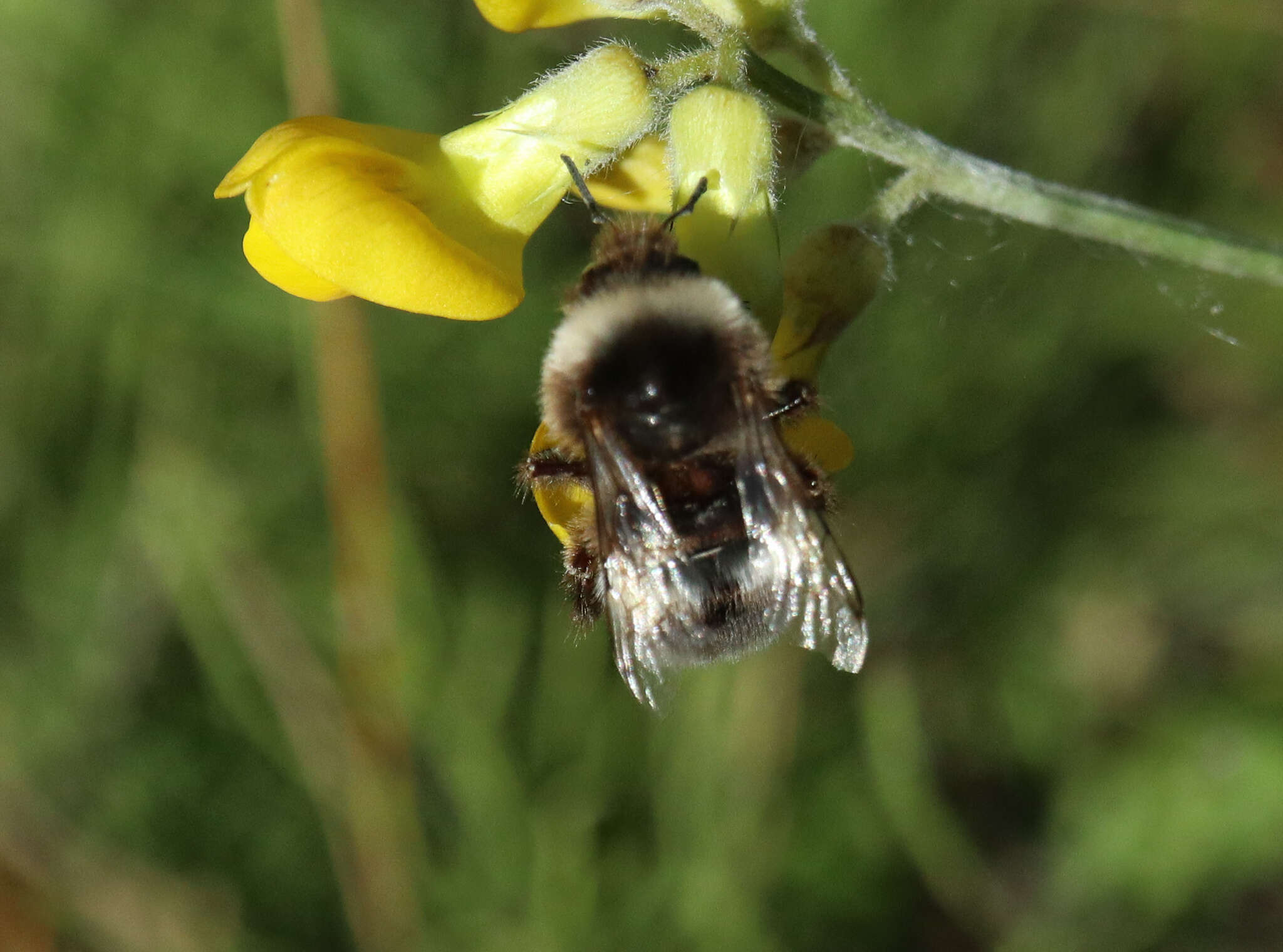 Image of Bombus soroeensis (Fabricius 1776)