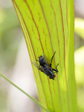 صورة Sarcophaga sarraceniae Riley 1874