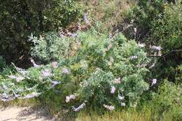 Image of longleaf bush lupine