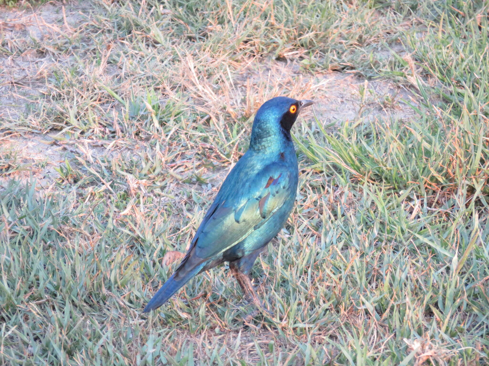 Image of <i>Lamprotornis chloropterus elisabeth</i>