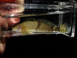 صورة Cottus aleuticus Gilbert 1896