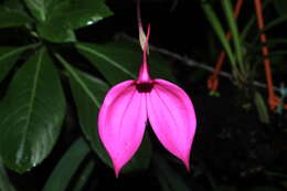 Image de Masdevallia coccinea Linden ex Lindl.