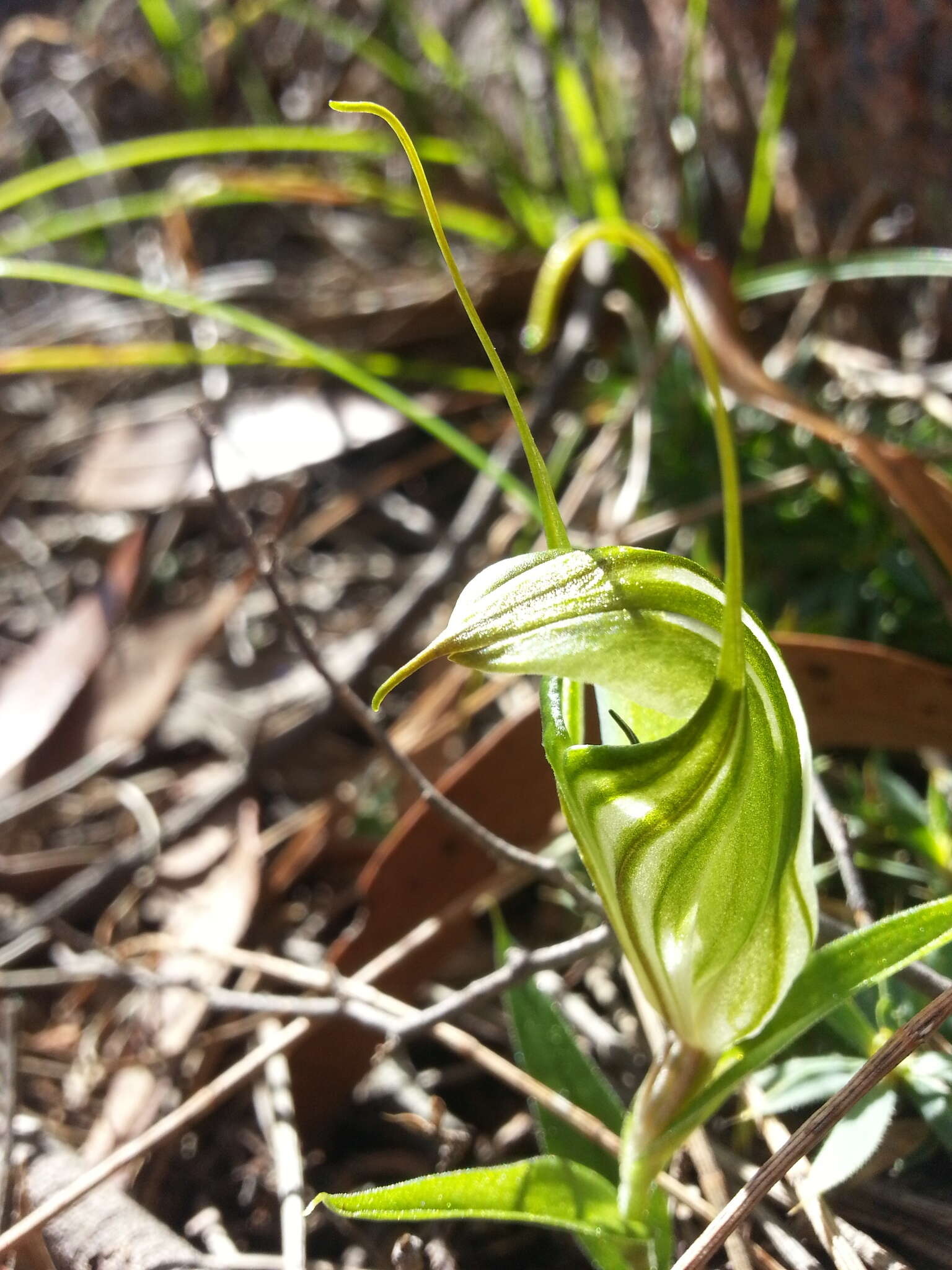 Image of Sharp-leaf greenhood