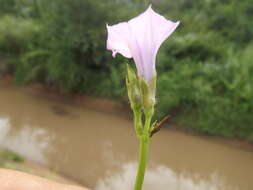 Plancia ëd Ipomoea triloba L.