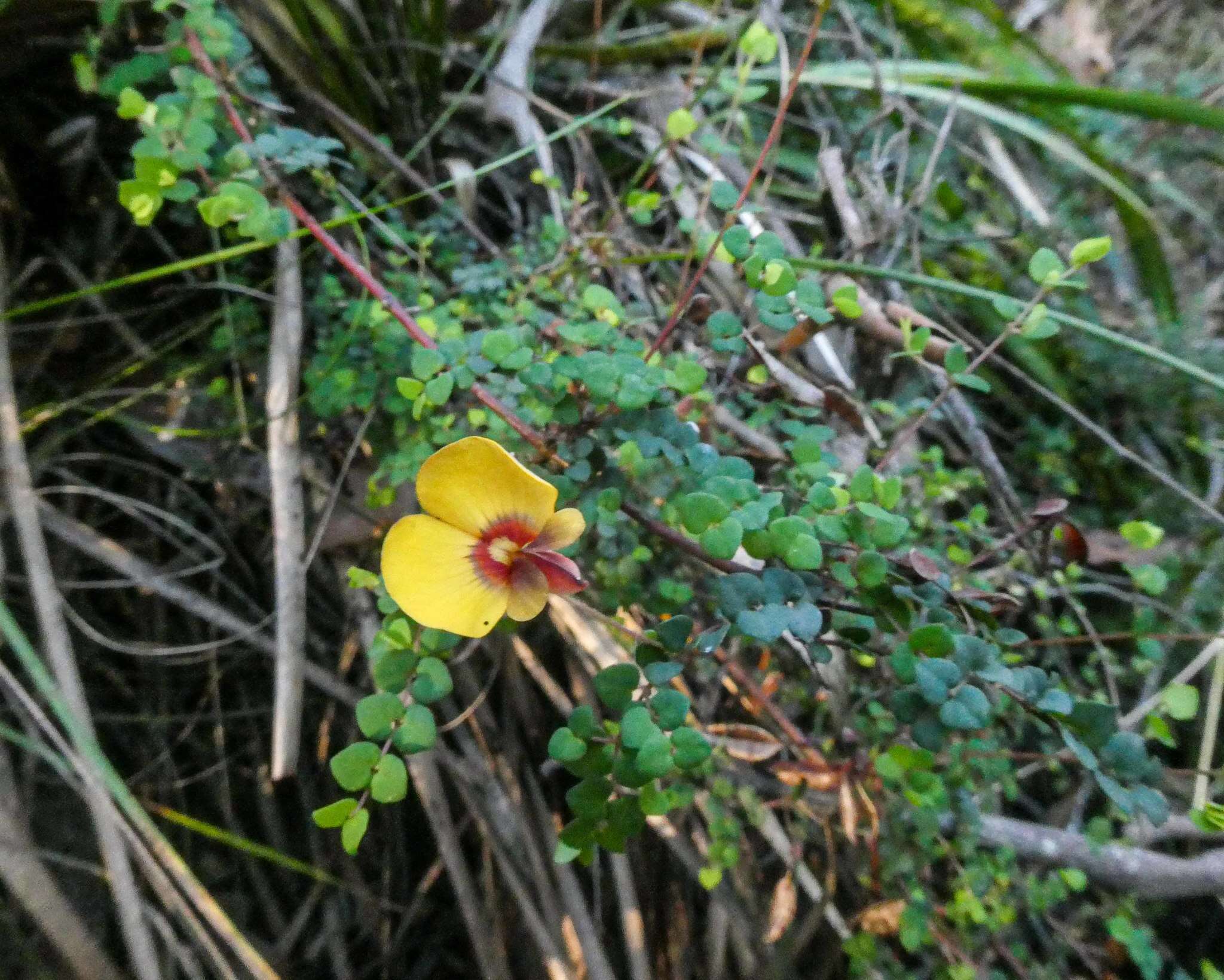 Image of Bossiaea cordigera Hook. fil.