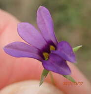 Image of Monopsis stellarioides subsp. stellarioides