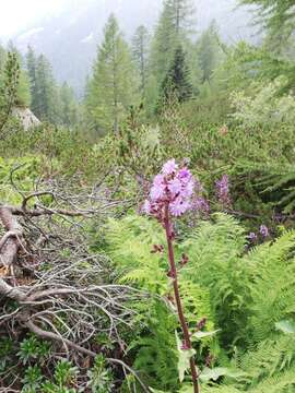 Image de Cicerbita alpina (L.) Wallr.