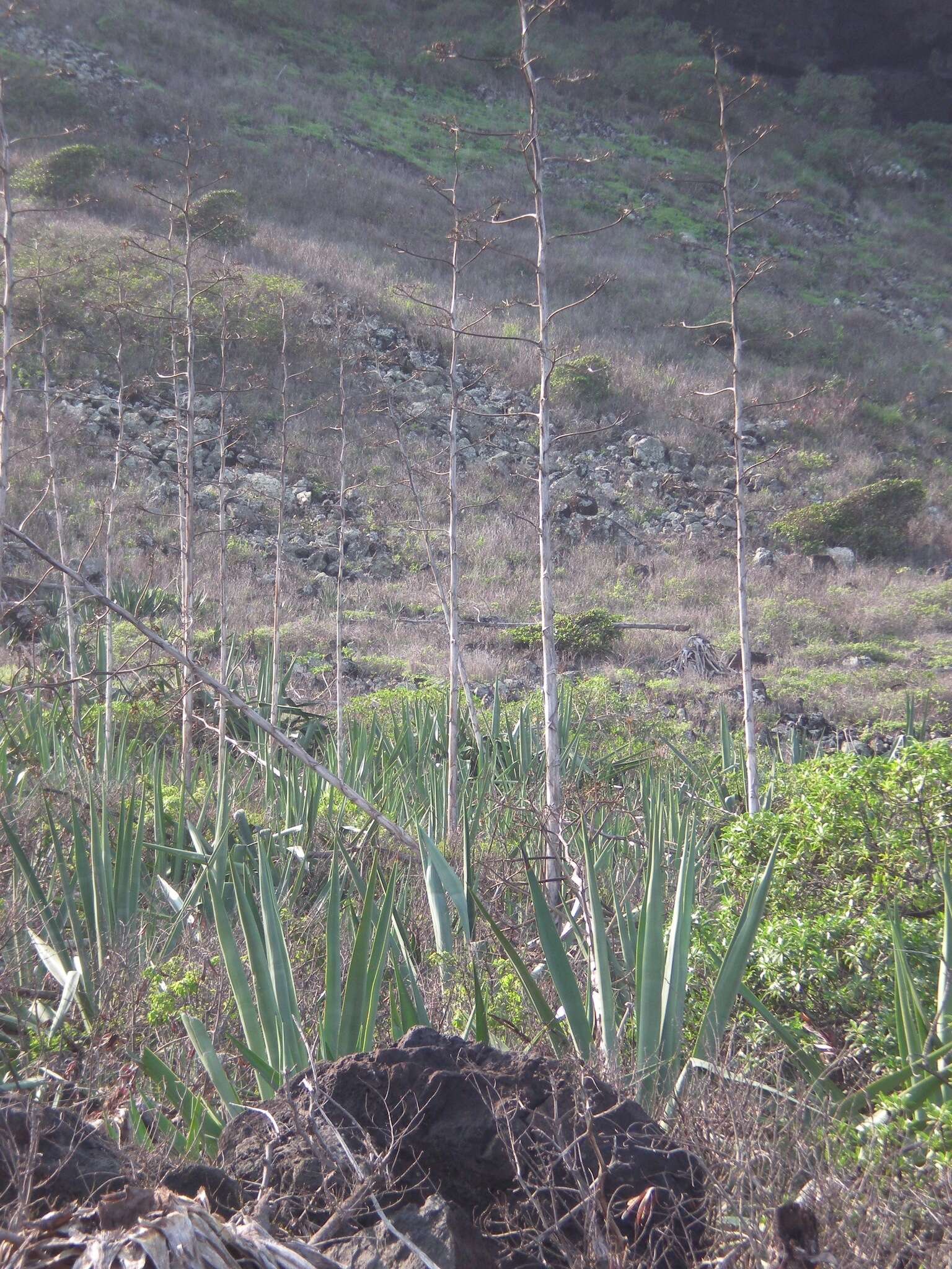 Plancia ëd Agave sisalana Perrine